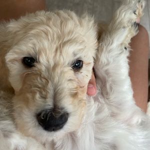 Meet your Posher, Alexis